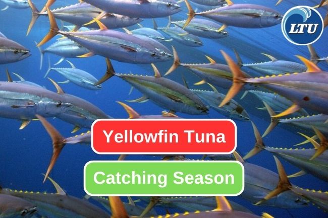 Yellowfin Tuna Catching Season